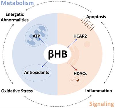 The Mechanisms by Which the Ketone Body D-β-Hydroxybutyrate May Improve the Multiple Cellular Pathologies of Parkinson's Disease